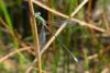 Lestes virens